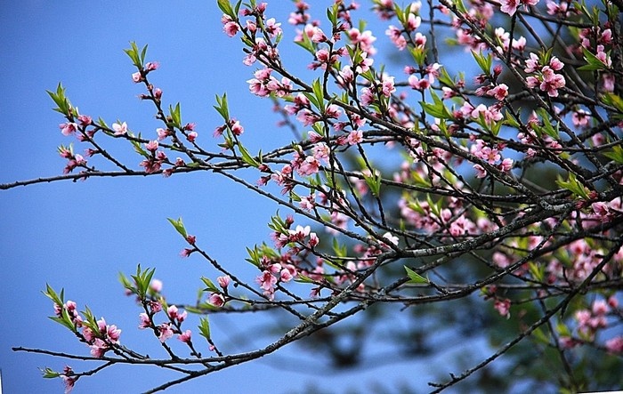 Cánh hoa đào Sapa khoe sắc trên nền trời xanh biếc